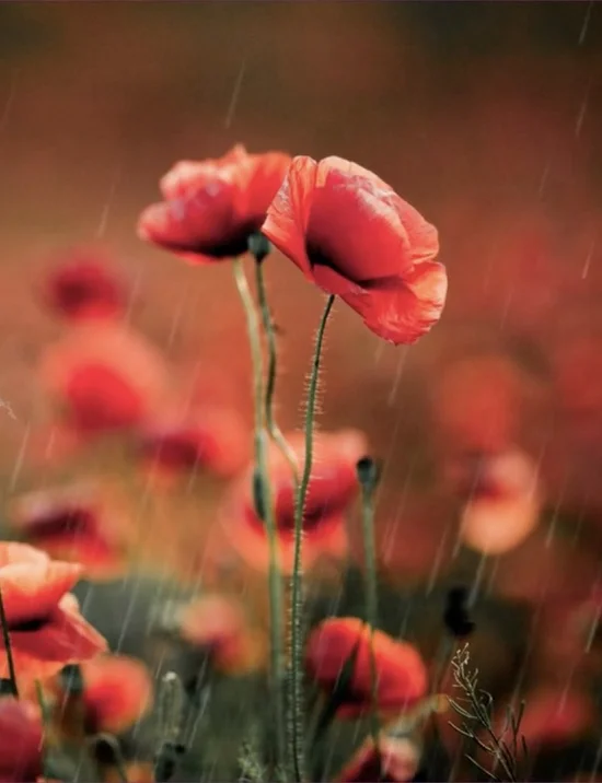 Roter Mohn im Regen auf einem unscharfen Feldhintergrund.