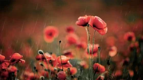 Roter Mohn im Regen auf einem unscharfen Feldhintergrund.