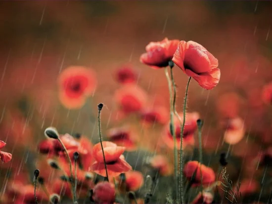 Roter Mohn im Regen auf einem unscharfen Feldhintergrund.